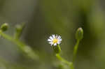 Canadian horseweed